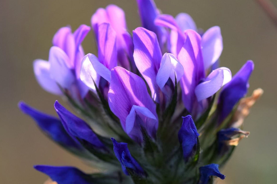 Bakuchiol: Το νέο ανερχόμενο αστέρι στην περιποίηση της επιδερμίδας – Τι είναι, πώς λειτουργεί και γιατί το αποκαλούν φυσικό ρετινοειδές